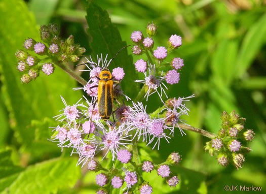 image of Conoclinium coelestinum, Mistflower, Wild Ageratum, Hardy Ageratum