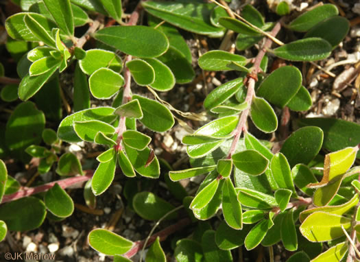 image of Arctostaphylos uva-ursi, Bearberry, Kinnikinick