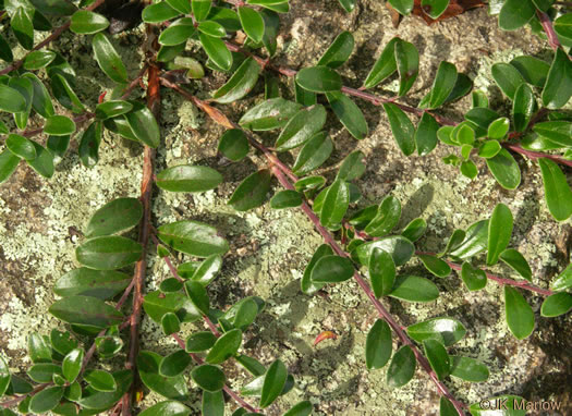 image of Arctostaphylos uva-ursi, Bearberry, Kinnikinick