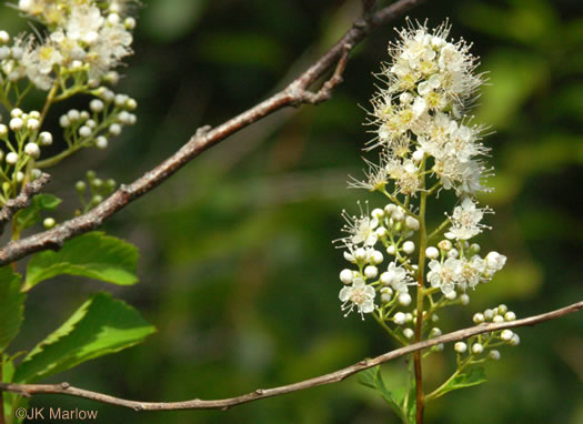 image of Spiraea latifolia, Broadleaf Meadowsweet