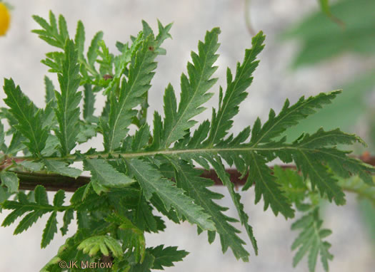 image of Tanacetum vulgare, Common Tansy, Golden-buttons, Garden Tansy