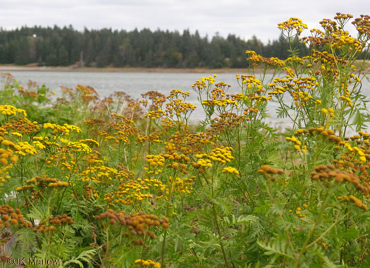 image of Tanacetum vulgare, Common Tansy, Golden-buttons, Garden Tansy