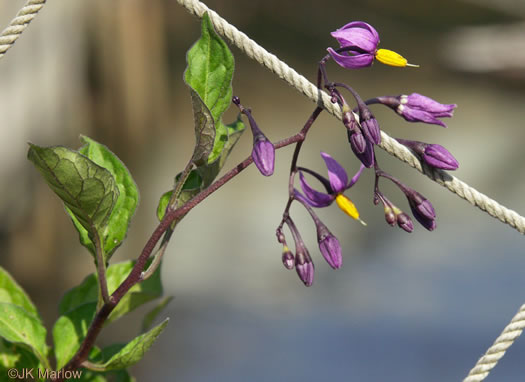 image of Solanum dulcamara, Bittersweet Nightshade, Deadly Nightshade, Climbing Nightshade