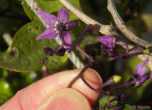 image of Solanum dulcamara, Bittersweet Nightshade, Deadly Nightshade, Climbing Nightshade