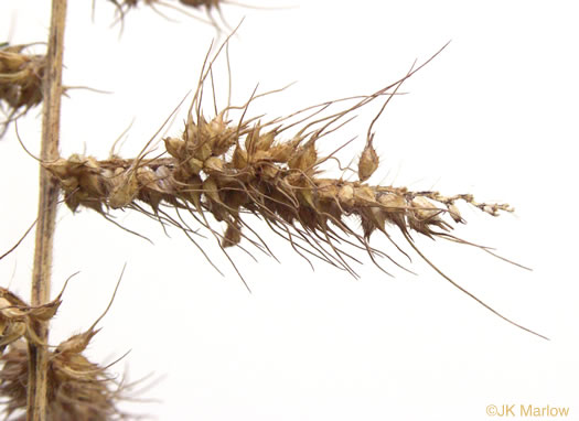 image of Echinochloa muricata var. muricata, Rough Barnyard-grass