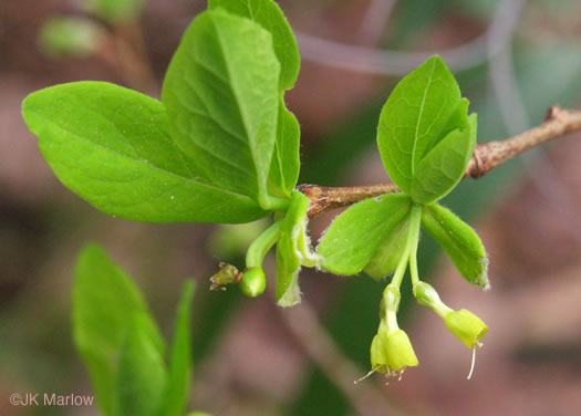 image of Dirca palustris, Eastern Leatherwood, Leatherbark, Wicopee, Rope-bark