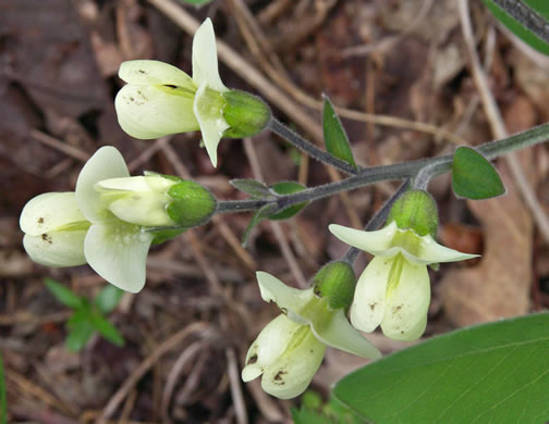 image of Baptisia bracteata, Creamy Wild Indigo