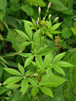 image of Tarenaya species 1, Cleome, Spiderflower, Pinkqueen