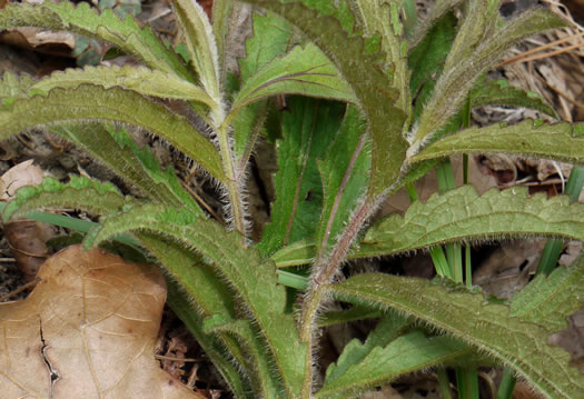 image of Eupatorium album, White Boneset, White-bracted Thoroughwort, White Thoroughwort, White Eupatorium