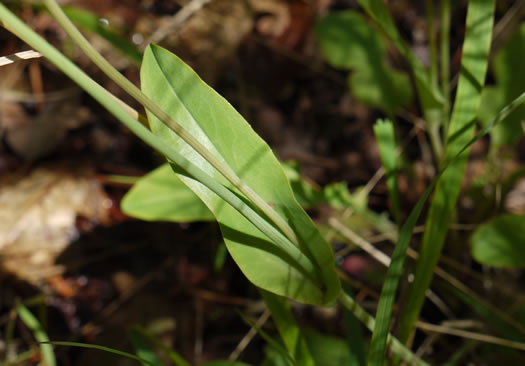 image of Krigia biflora ssp. biflora, Orange Dwarf-dandelion, Two-flower Dwarf-dandelion, Two-flower Cynthia, Twin-flowered Cynthia