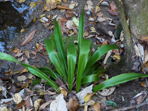 image of Carex fraseriana, Fraser's Sedge, Lily-leaf Sedge