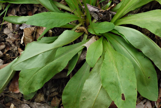 image of Primula meadia, Eastern Shooting Star