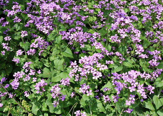 image of Lunaria annua, Money Plant, Annual Honesty, Silver-dollar Plant