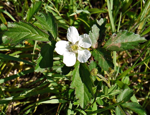 image of Rubus flagellaris, Common Dewberry, Northern Dewberry