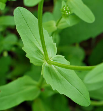 image of Valerianella radiata, Beaked Cornsalad