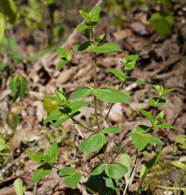 image of Cunila origanoides, Wild-oregano, American Dittany, Stone-mint