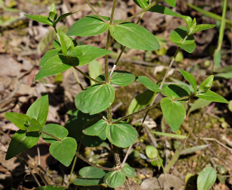 image of Cunila origanoides, Wild-oregano, American Dittany, Stone-mint