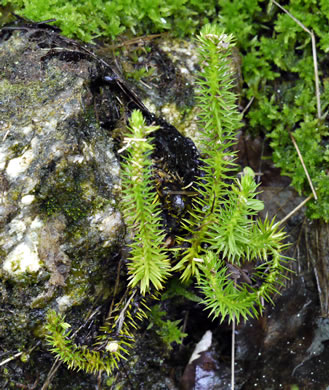 image of Huperzia appressa, Appalachian Firmoss, Appalachian Fir-clubmoss