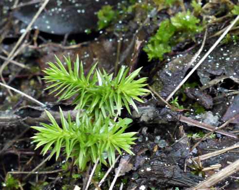 image of Huperzia appressa, Appalachian Firmoss, Appalachian Fir-clubmoss