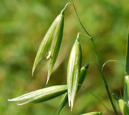 image of Avena sativa, Domestic Oats