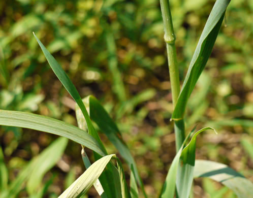 image of Avena sativa, Domestic Oats