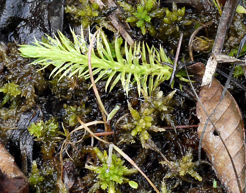 image of Lycopodiella appressa, Southern Bog-clubmoss