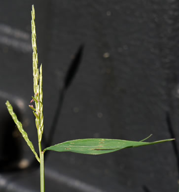 image of Microstegium vimineum, Japanese Stiltgrass, Japanese-grass, Nepalese Browntop, Nepal Grass