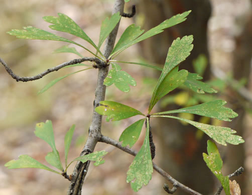 image of Crataegus spathulata, Littlehip Hawthorn, Spatulate Haw