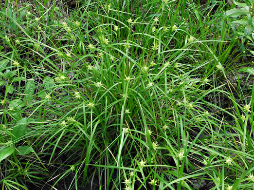 image of Carex intumescens var. intumescens, Bladder Sedge, Pregnant Sedge