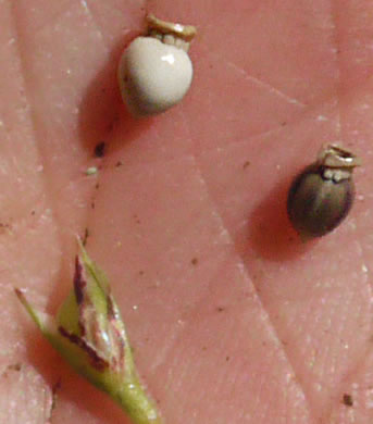 image of Scleria oligantha, Few-flowered Nutrush, Littlehead Nutrush