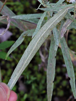 image of Anaphalis margaritacea, Pearly-everlasting