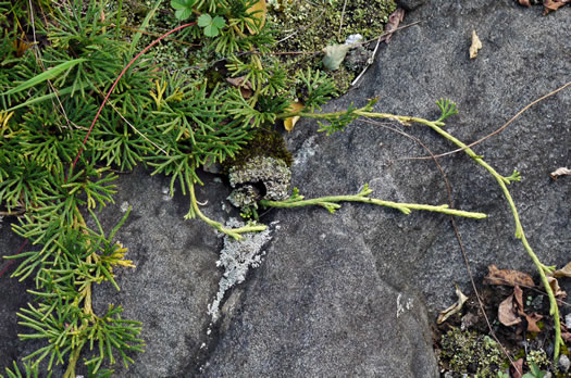 image of Diphasiastrum digitatum, Southern Ground-cedar, Common Running-cedar, Fan Ground-pine, Running Ground-pine