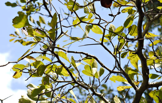 image of Crataegus lancei, Lance’s Hawthorn