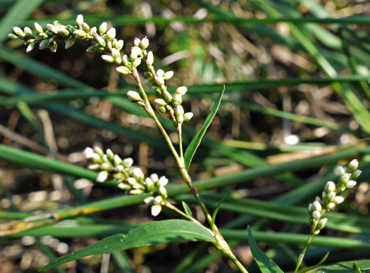 image of Persicaria punctata, Dotted Smartweed