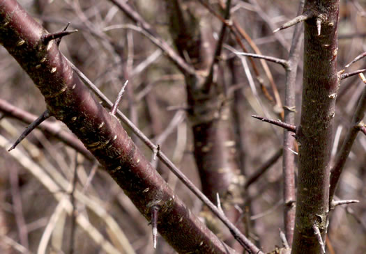 image of Prunus americana, American Wild Plum, Wild Plum