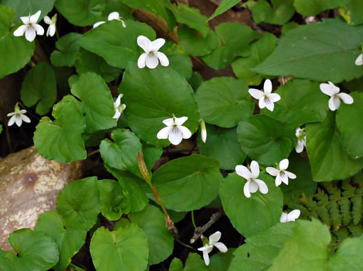 image of Viola blanda, Sweet White Violet