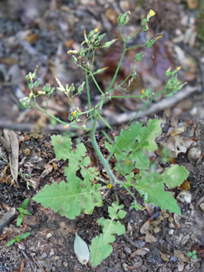 image of Youngia japonica, Asiatic Hawksbeard, Youngia, Japanese Crepis, Oriental False Hawksbeard