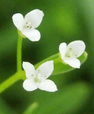 image of Galium tinctorium +, Stiff Marsh Bedstraw, Dye Bedstraw, Three-lobed Bedstraw