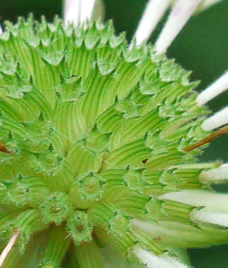 image of Monarda clinopodia, Basil Bergamot, Basil Beebalm, White Bergamot, Basil Balm