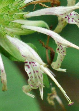 image of Monarda clinopodia, Basil Bergamot, Basil Beebalm, White Bergamot, Basil Balm