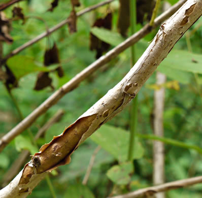 image of Physocarpus opulifolius var. opulifolius, Flowering Ninebark, Eastern Ninebark