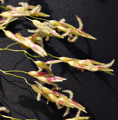 image of Sorghum halepense, Johnsongrass