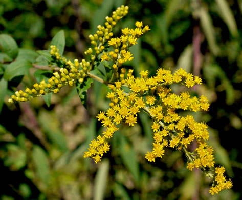 image of Solidago gigantea, Smooth Goldenrod, Late Goldenrod, Giant Goldenrod