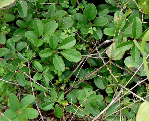 image of Akebia quinata, Five-leaf Akebia, Chocolate-vine