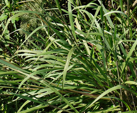 image of Paspalum urvillei, Vasey Grass