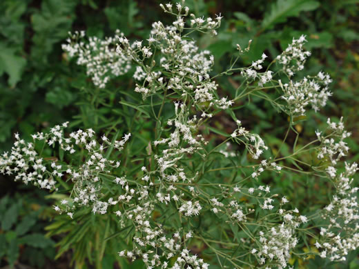 image of Eupatorium torreyanum, Torrey's Thoroughwort, Torrey's Eupatorium