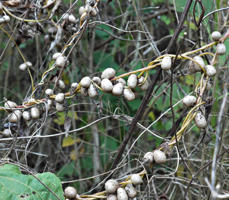 image of Dioscorea polystachya, Cinnamon Vine, Chinese Yam