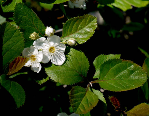 image of Crataegus triflora, Threeflower Hawthorn