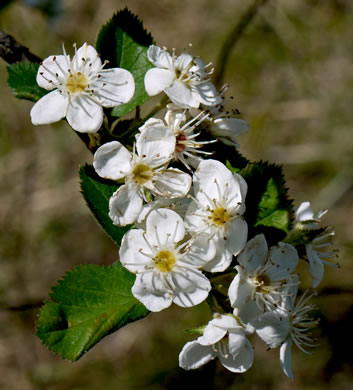 image of Crataegus triflora, Threeflower Hawthorn