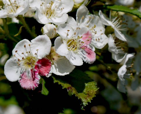 image of Crataegus harbisonii, Harbison's Hawthorn